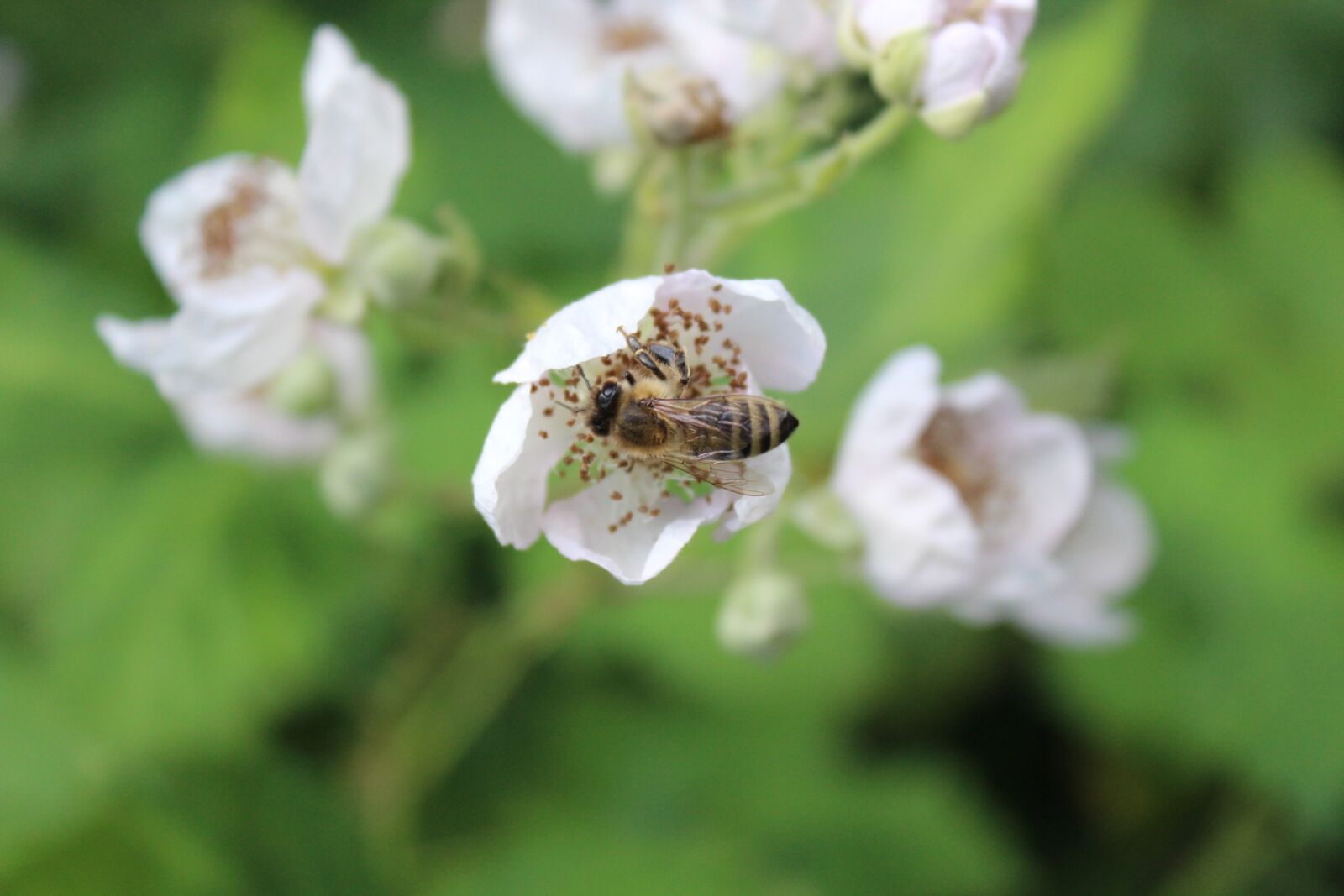 Canon EOS 1300D (EOS Rebel T6 / EOS Kiss X80) sample photo. Bee, honey, insect photography