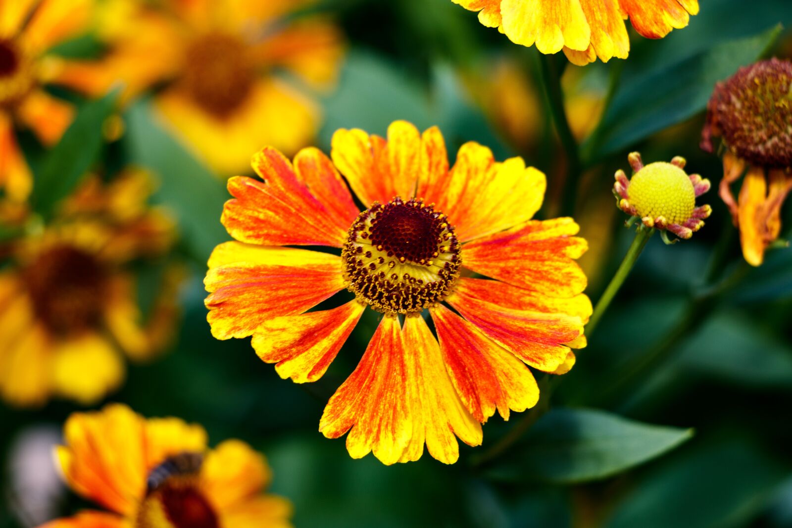 Canon EF-S 18-135mm F3.5-5.6 IS USM sample photo. Flower, yellow, flower garden photography
