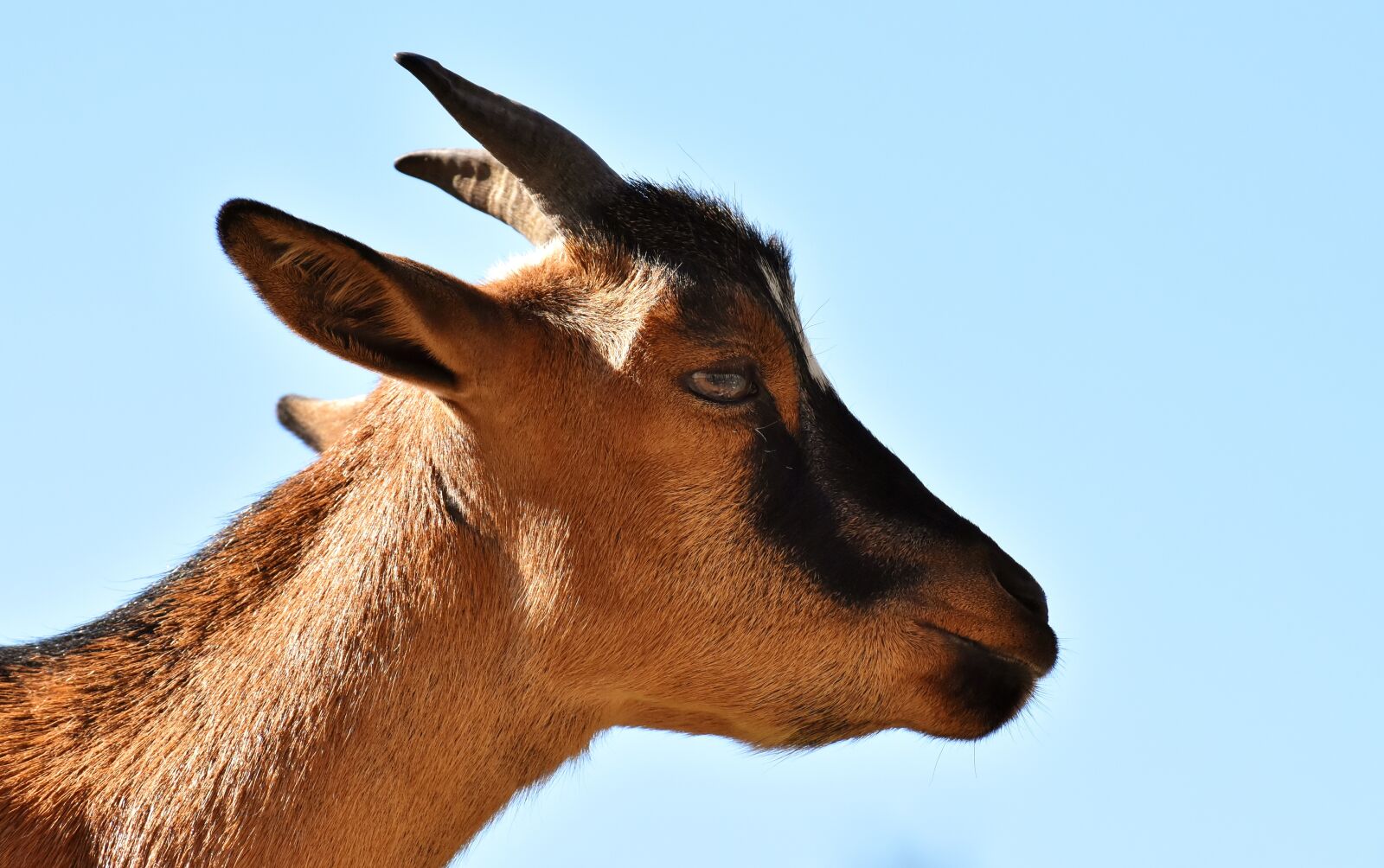 Nikon D7200 sample photo. Goat, animal, horns photography