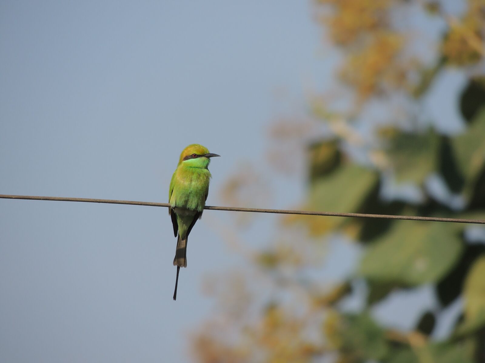 Nikon Coolpix P510 sample photo. Bird, green, nature photography