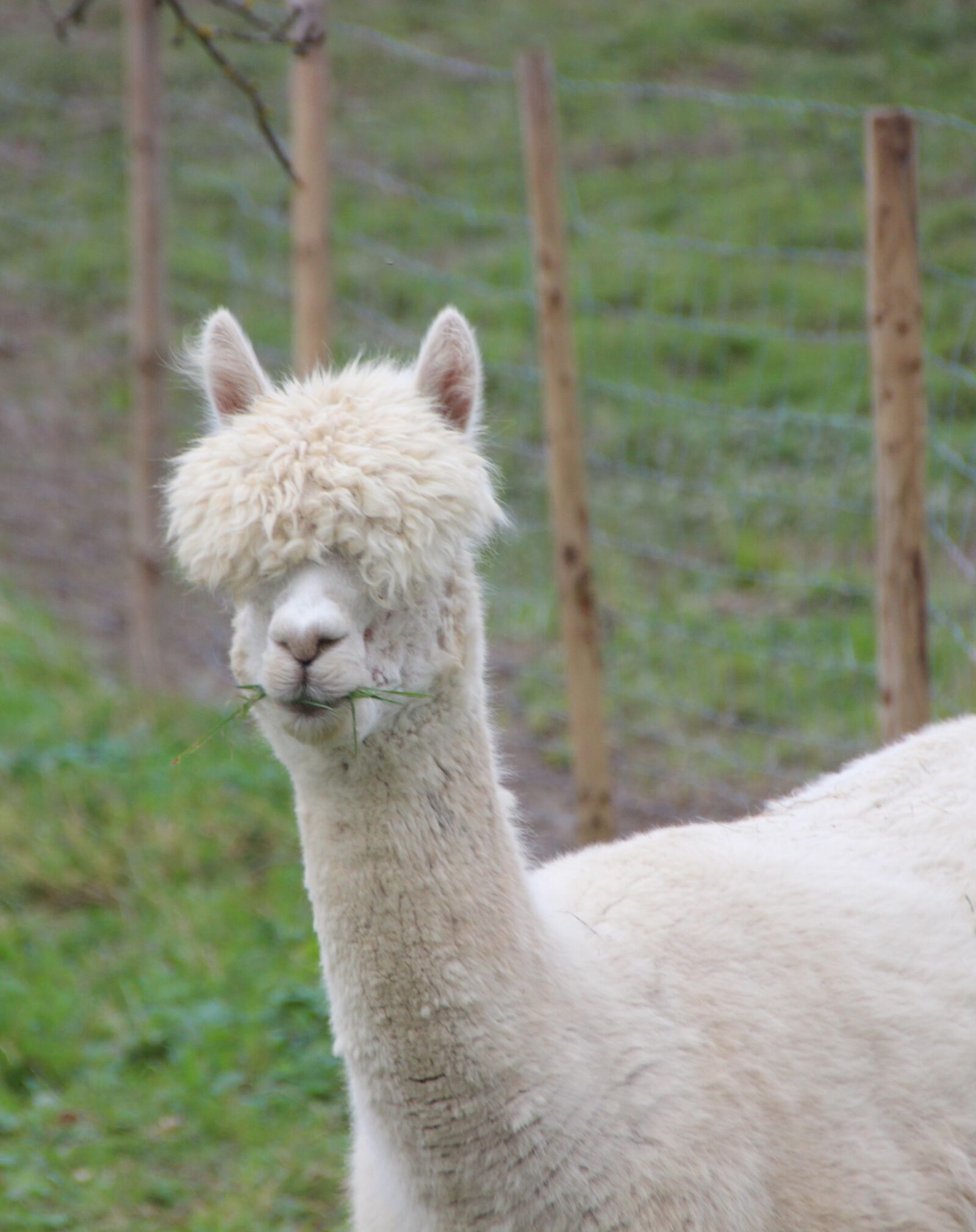 Canon EOS 600D (Rebel EOS T3i / EOS Kiss X5) sample photo. Alpaca, lama, funny photography
