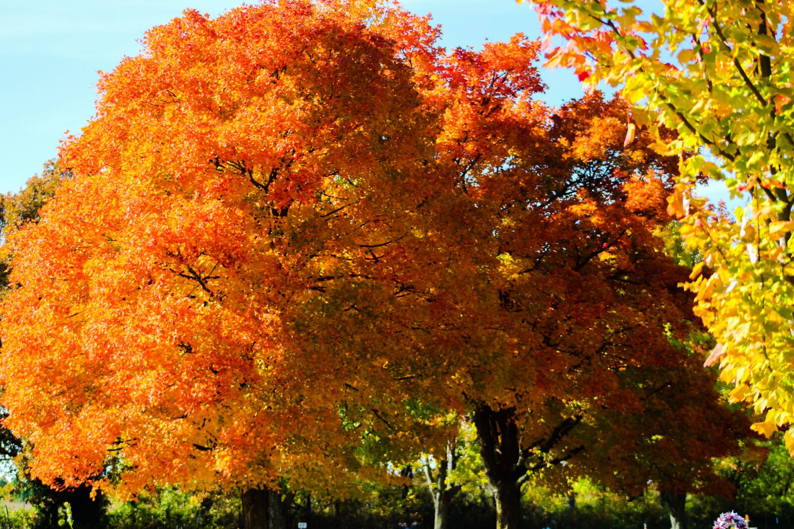 Canon EOS 1200D (EOS Rebel T5 / EOS Kiss X70 / EOS Hi) + EF75-300mm f/4-5.6 sample photo. Tree, leaves, yellow photography