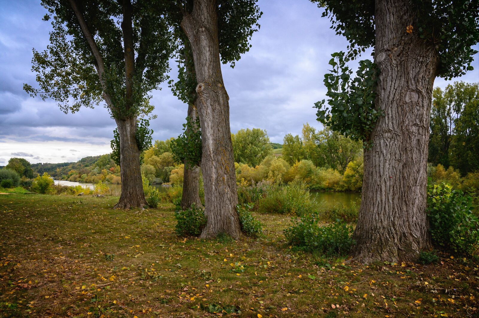 Nikon Z6 sample photo. Nature, tree, river photography