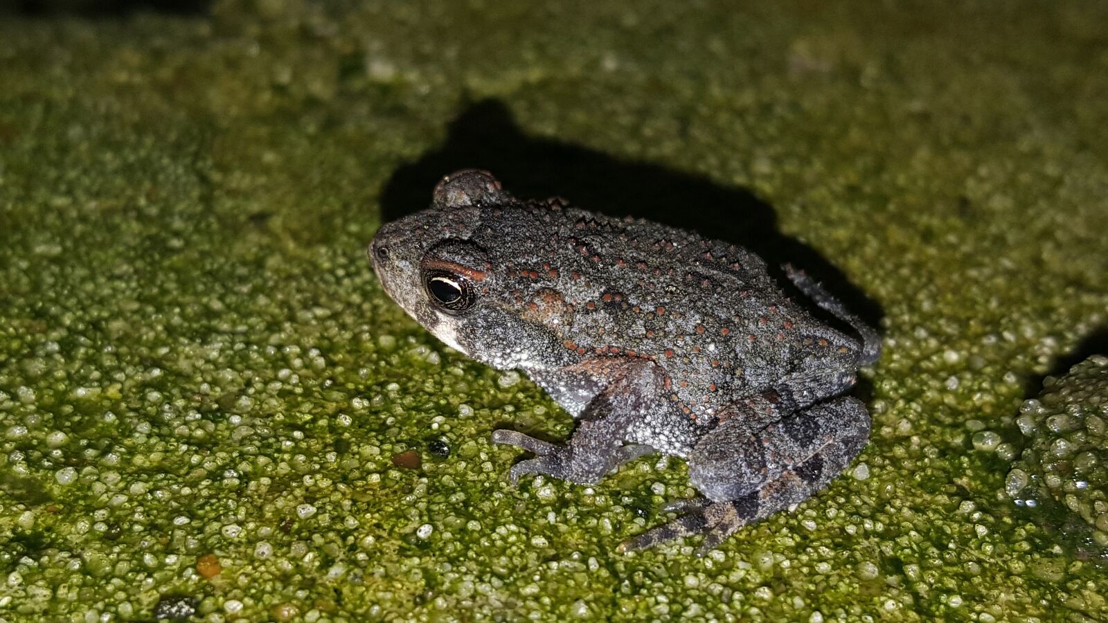Samsung Galaxy Note5 sample photo. Frog, gray tree frog photography