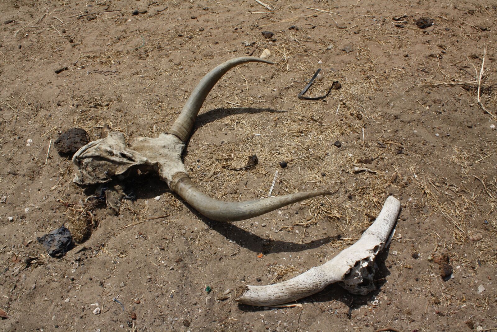Canon EOS 1000D (EOS Digital Rebel XS / EOS Kiss F) sample photo. Desert, drought, death photography