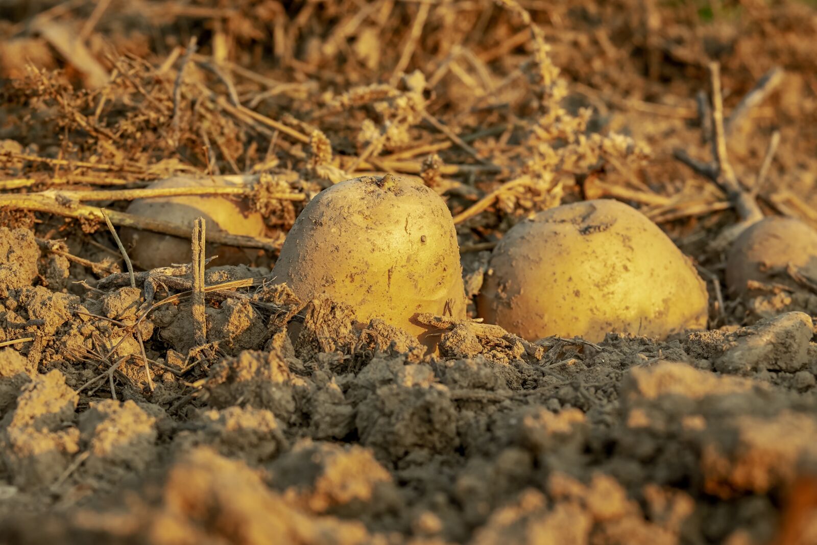 Fujifilm XF 55-200mm F3.5-4.8 R LM OIS sample photo. Potatoes, tubers, arable photography