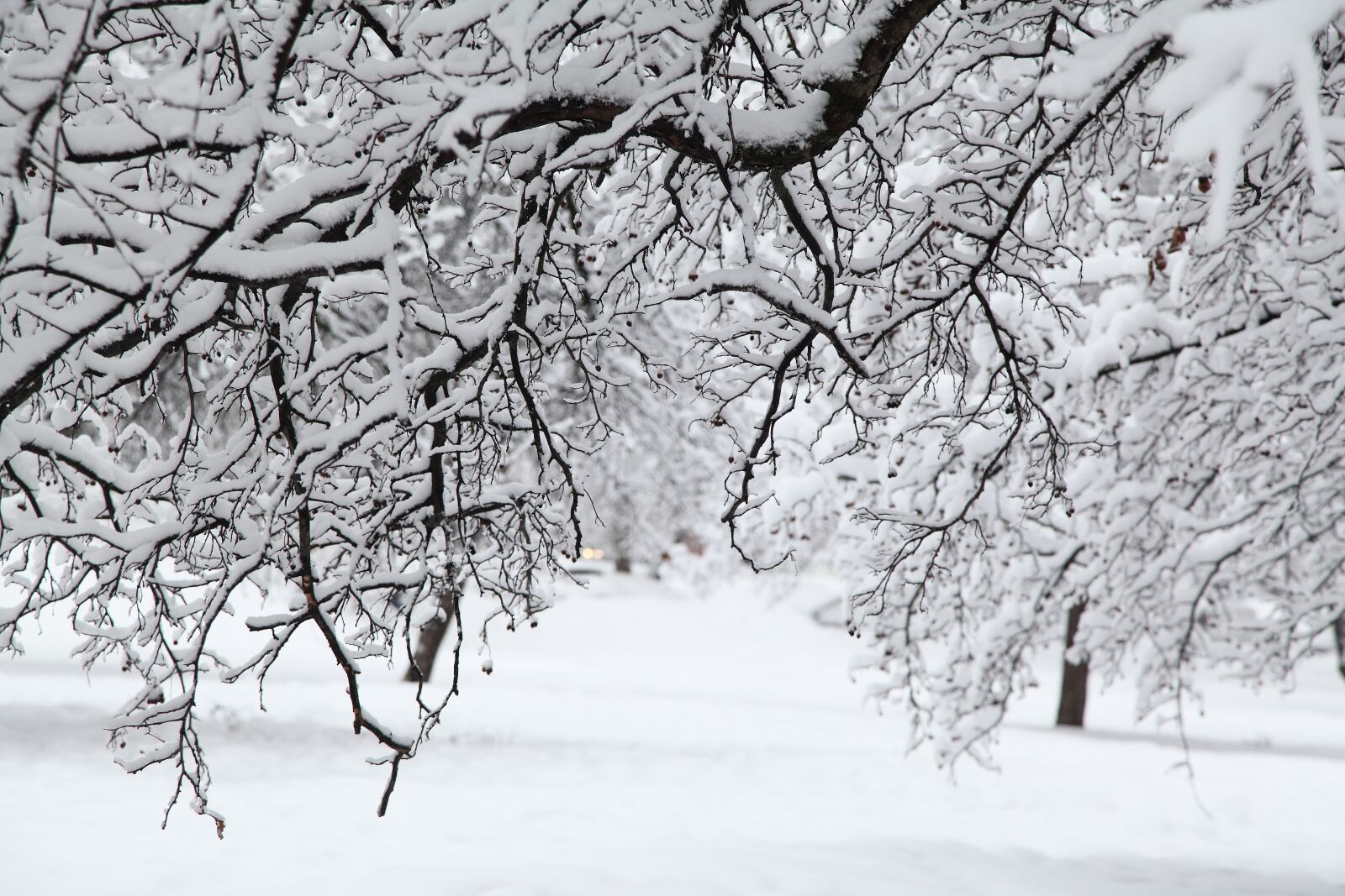 Canon EOS 5D Mark II sample photo. Russian winter, white snow photography