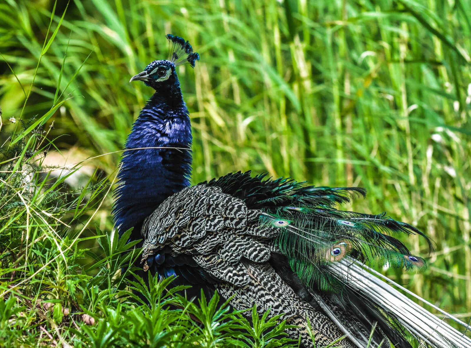 Nikon D7200 sample photo. Peacock, bird, nature photography