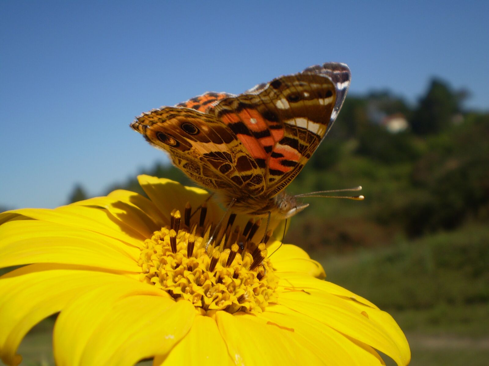 Olympus FE210,X775 sample photo. Butterfly, sucking, yellow flower photography