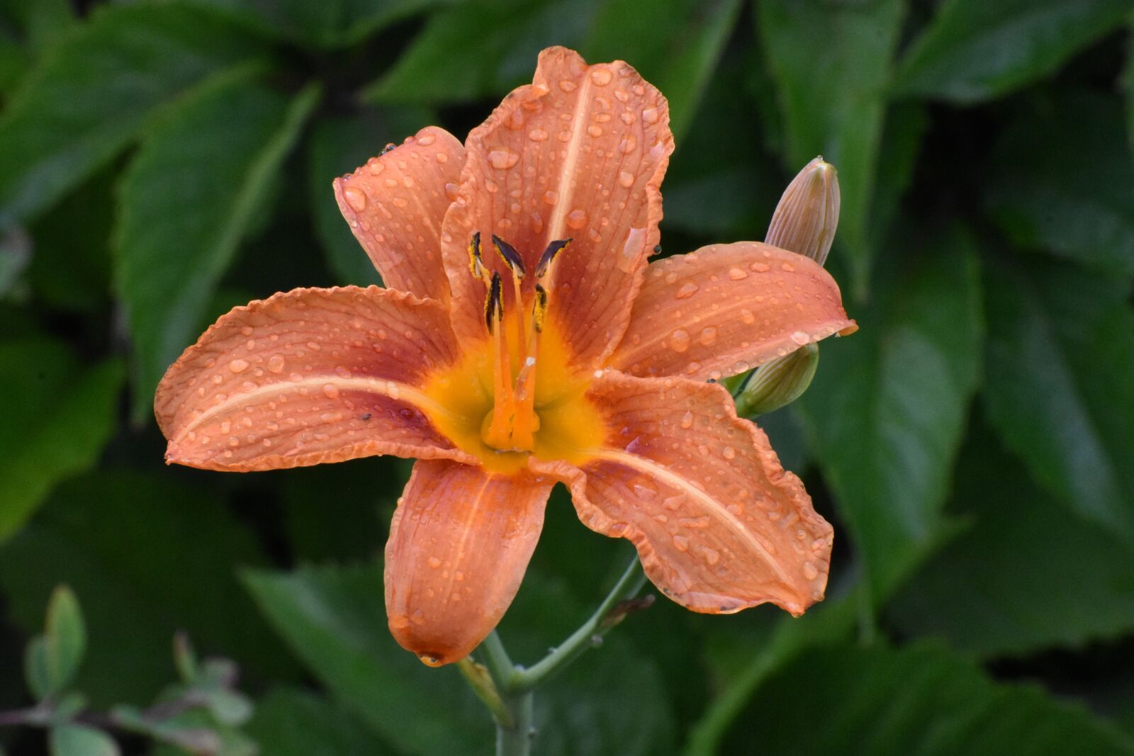 Nikon D3400 sample photo. Day-lily, flower, drops photography