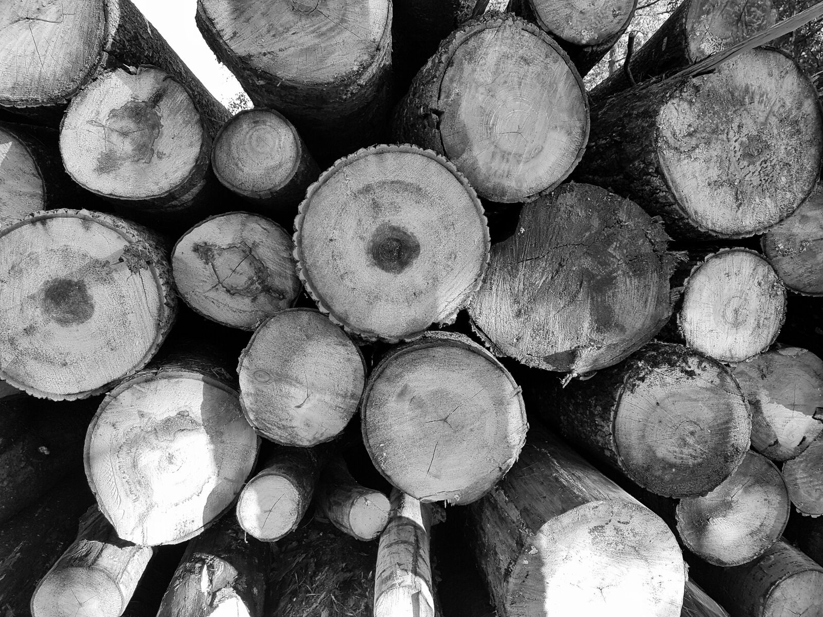 Samsung Galaxy S7 Edge sample photo. Abstract, background, bark photography