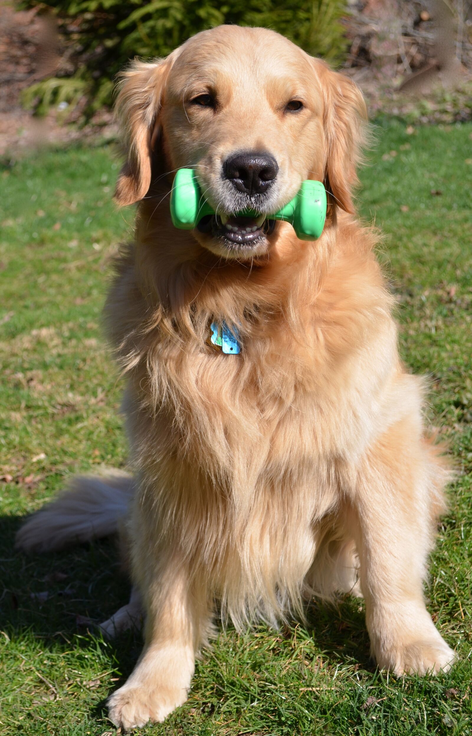 Nikon D5100 sample photo. Strength, dog, golden retriever photography