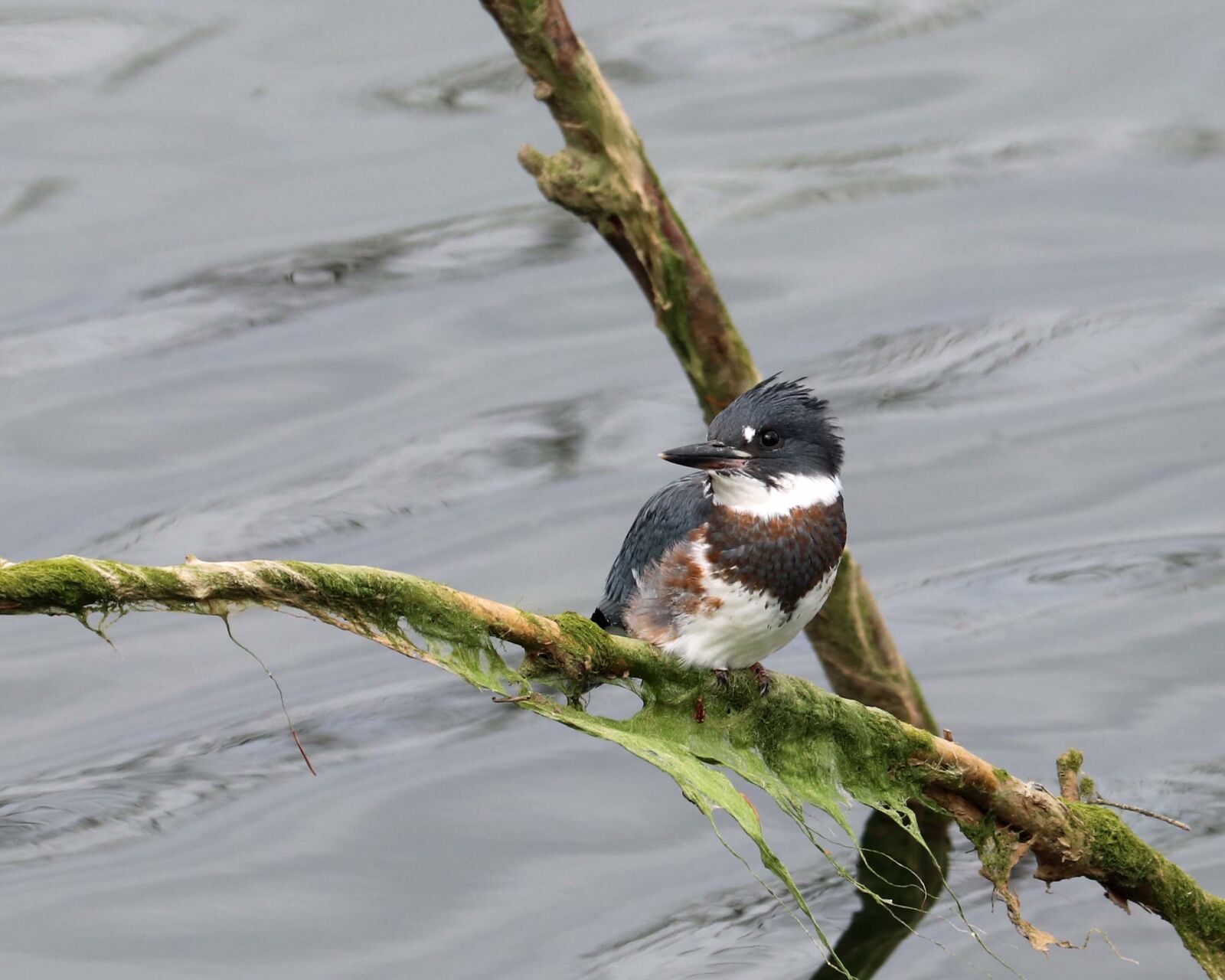 Canon EF 70-300 F4-5.6 IS II USM sample photo. Belted kingfisher, bird, nature photography