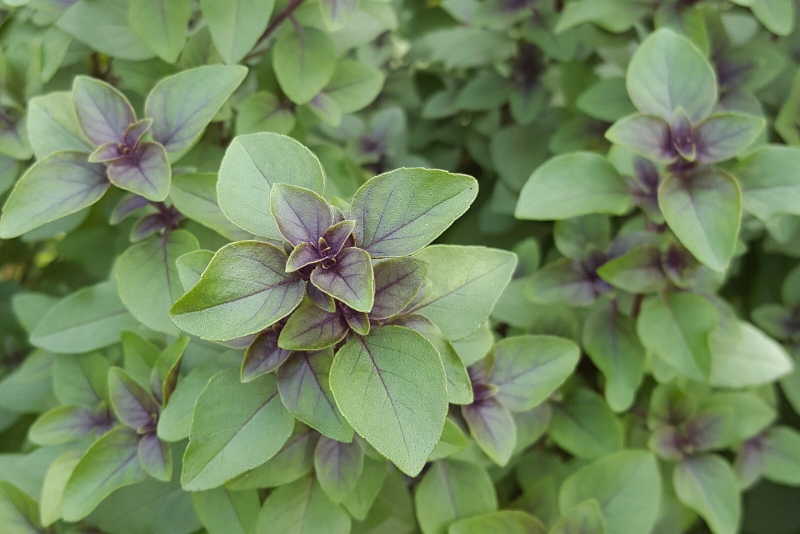 Samsung Galaxy S6 sample photo. Tulsi, spice, aromatic herb photography