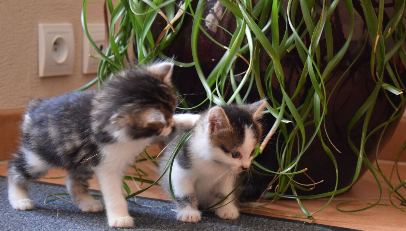 Nikon D5300 sample photo. Kittens, tenderness, cat photography