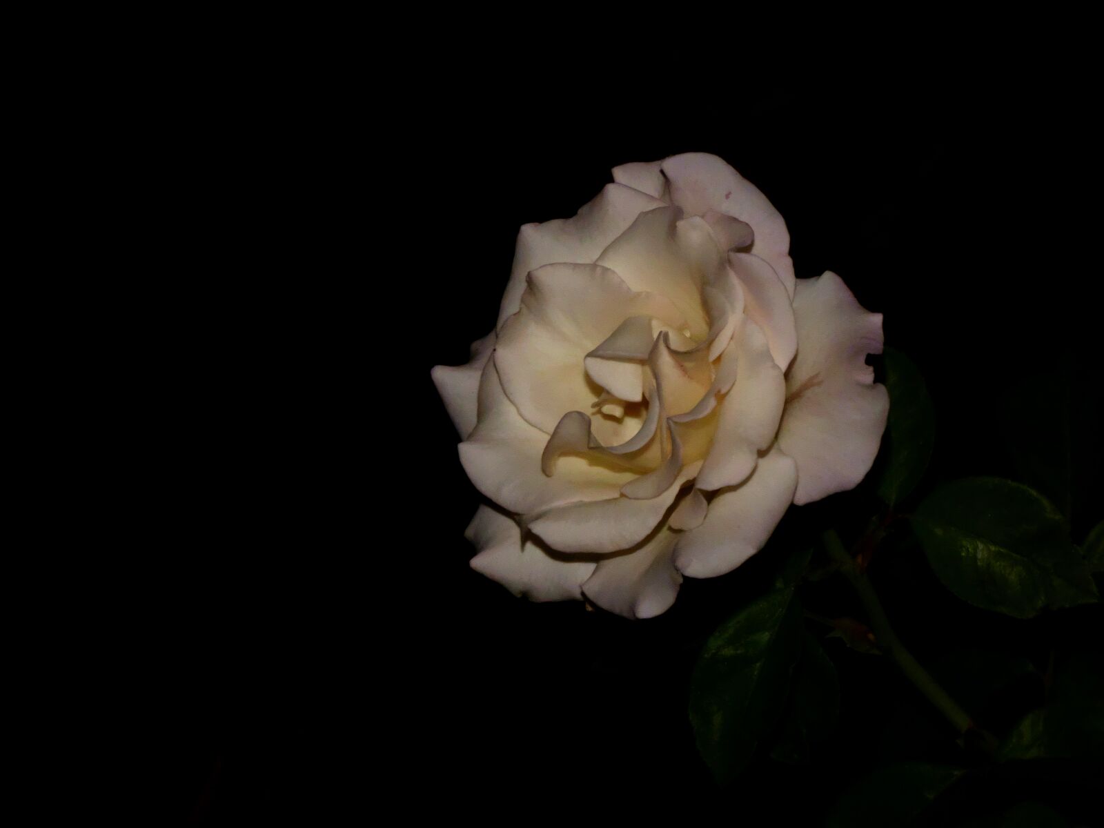 Panasonic DC-FZ80 sample photo. Rose, white, flower photography