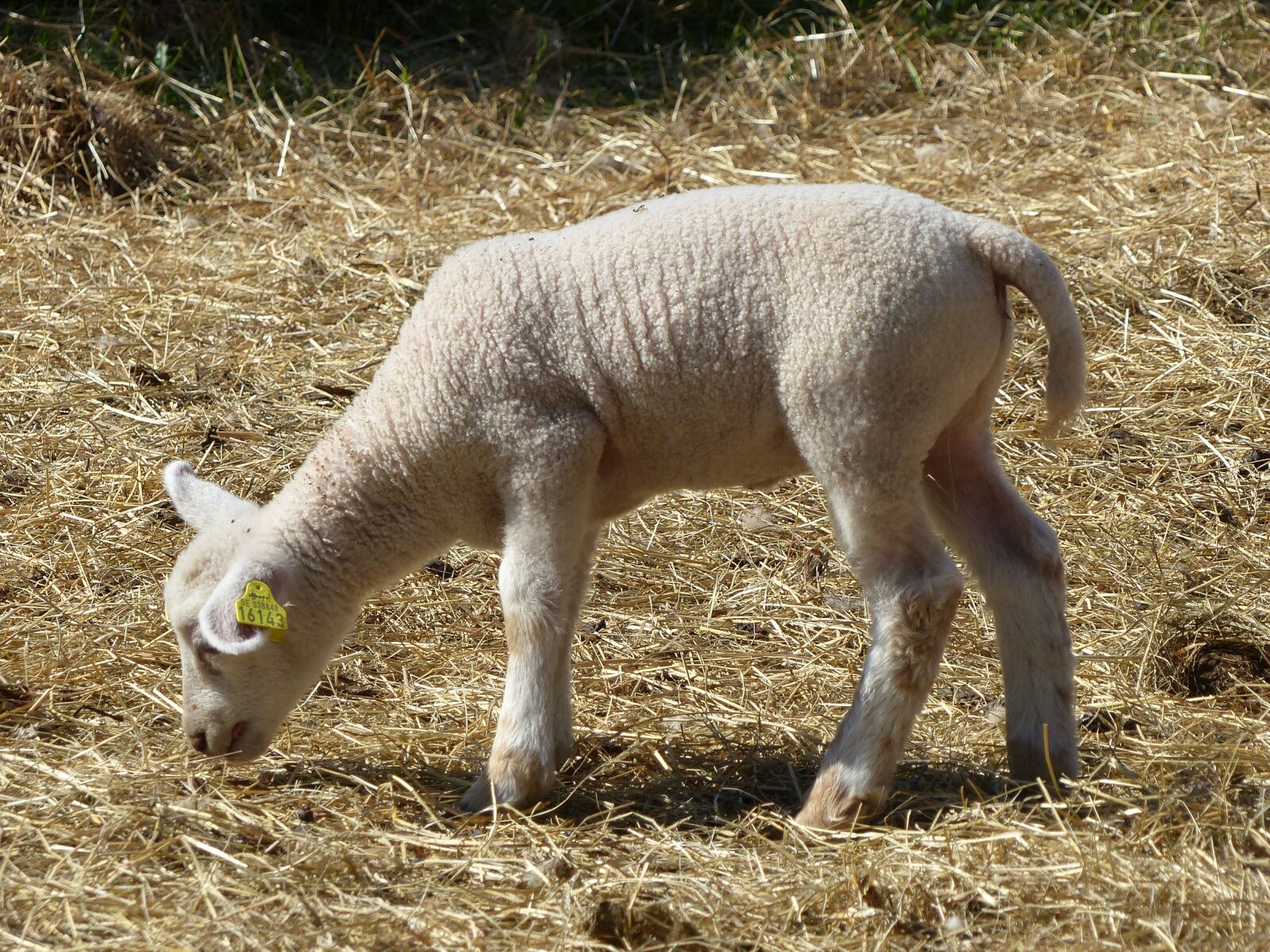 Panasonic Lumix DMC-FZ200 sample photo. Lamb, outdoor, summer photography