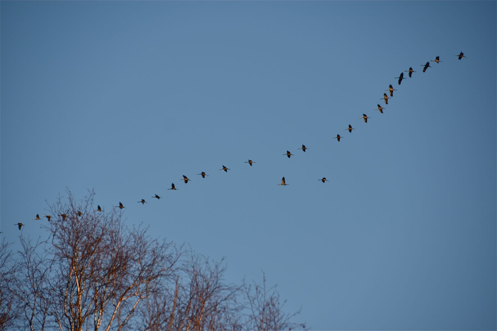 Nikon D5600 sample photo. Cranes, birds, sky photography