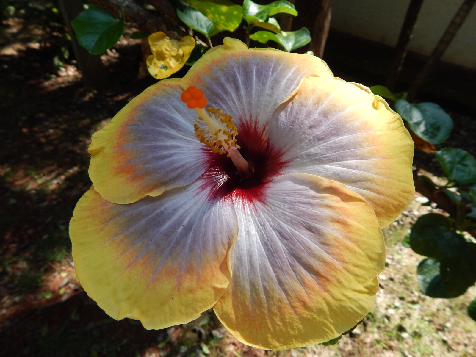Nikon Coolpix L830 sample photo. Flower, yellow flower, lilac photography