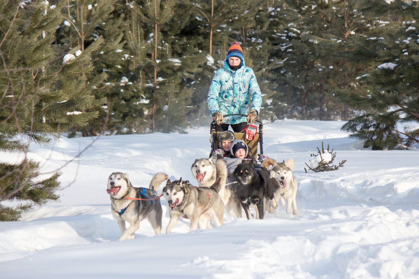 Canon EOS 600D (Rebel EOS T3i / EOS Kiss X5) sample photo. Husky, sani photography