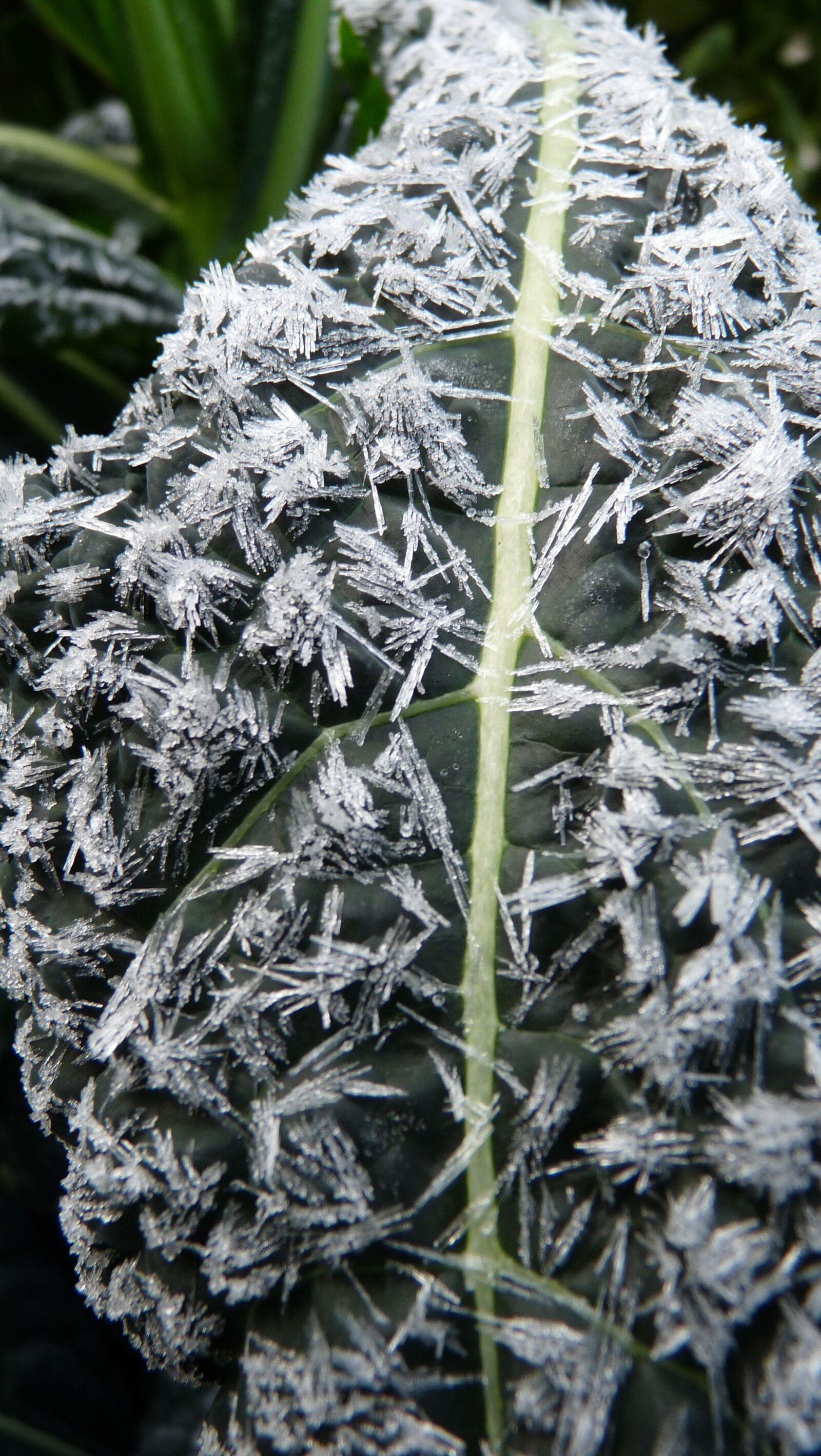 Panasonic Lumix DMC-FZ28 sample photo. Ice, on, kale photography