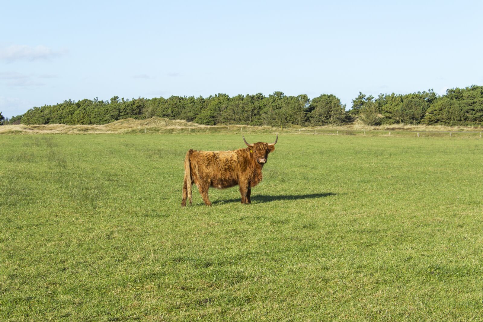 Canon EOS 600D (Rebel EOS T3i / EOS Kiss X5) sample photo. Cattle, cow, scottish highlands photography