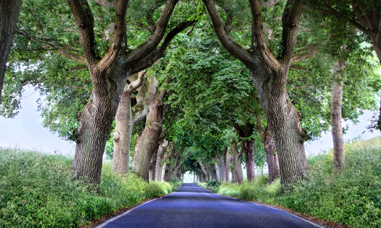 Canon EOS 1300D (EOS Rebel T6 / EOS Kiss X80) sample photo. Avenue, rügen, trees photography