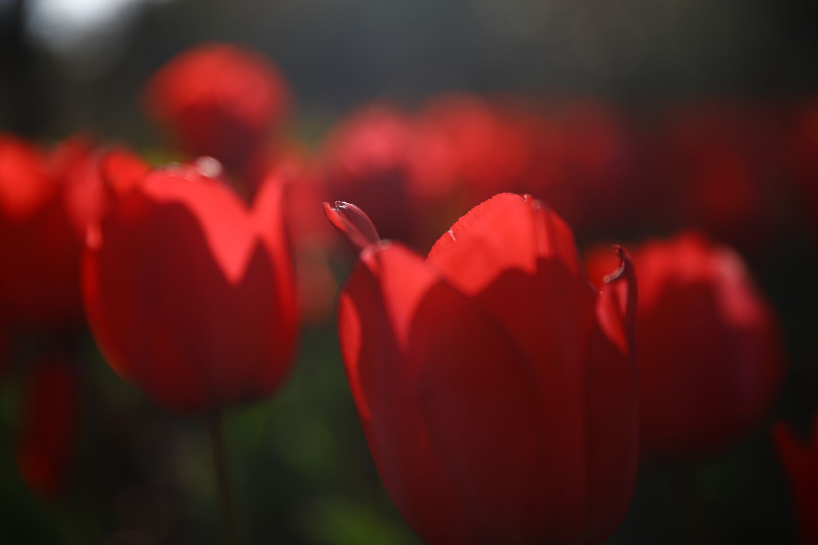 Canon EOS 5D Mark IV + Canon EF 24-70mm F2.8L II USM sample photo. Tulip, flowers, spring photography
