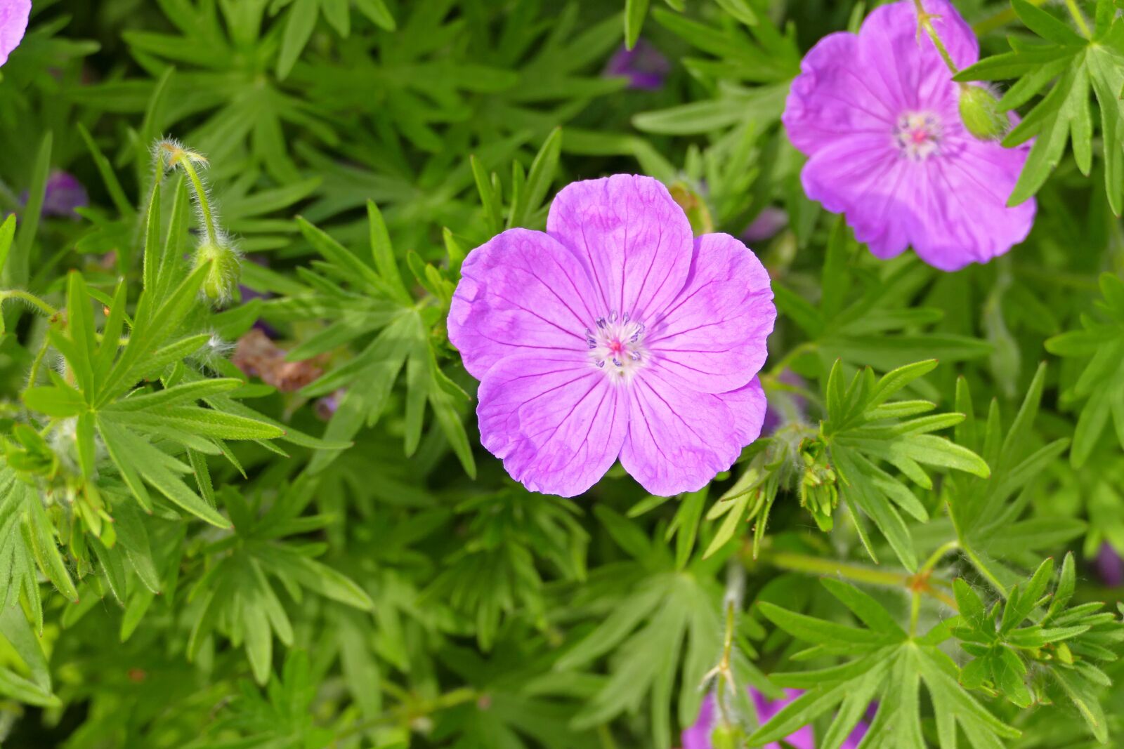 Panasonic Lumix DMC-FZ1000 sample photo. Flower, purple, garden photography