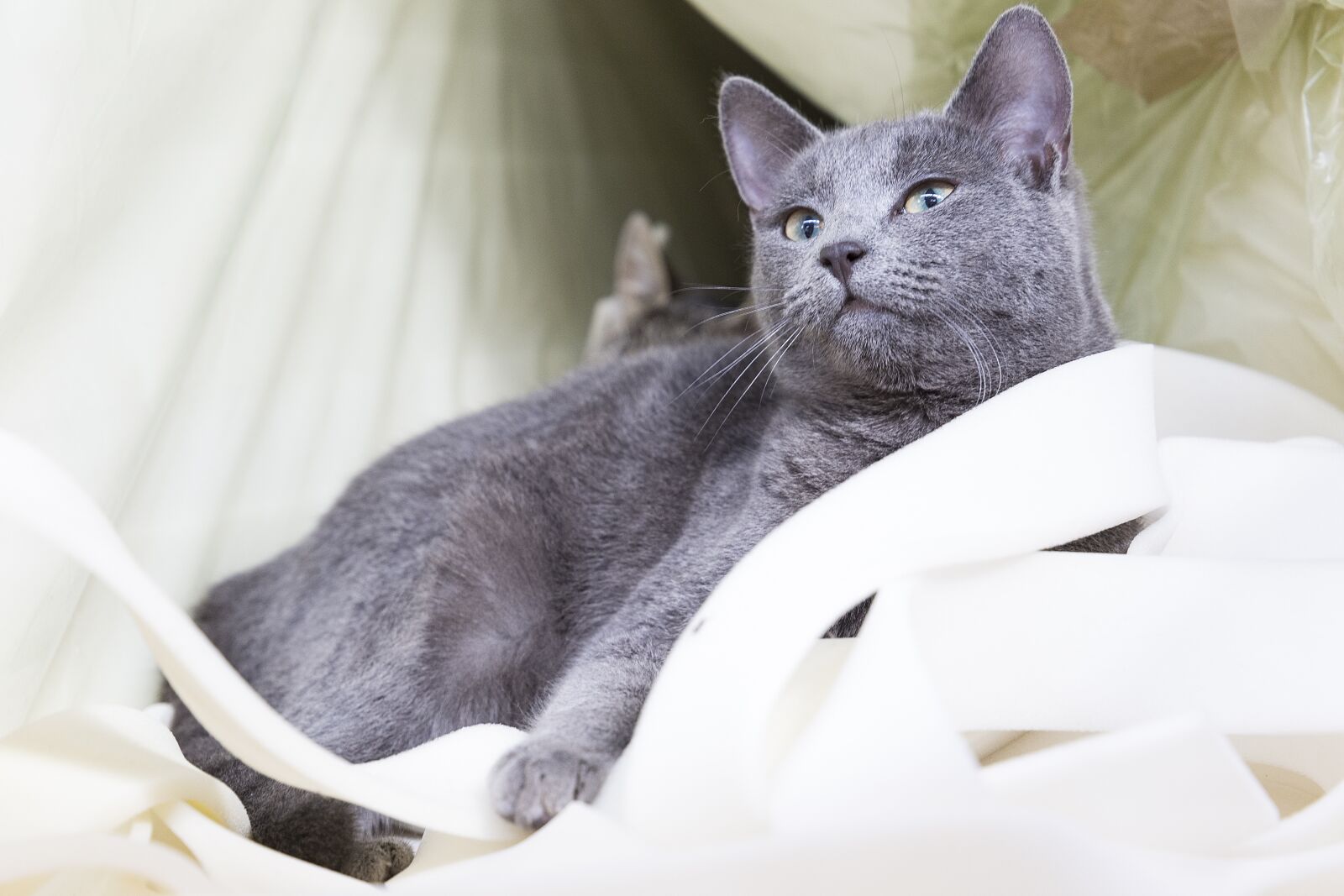 Canon EF 24-105mm F3.5-5.6 IS STM sample photo. Cat, domestic, animal photography