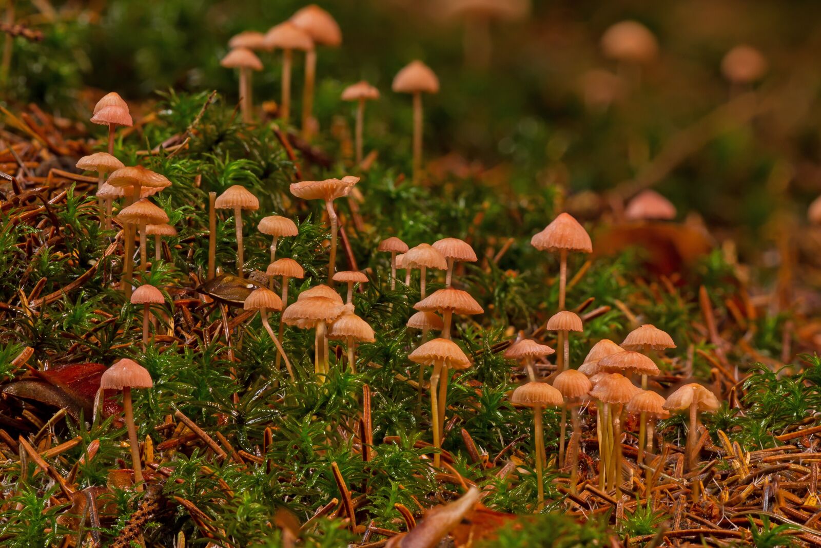 Canon EOS 7D sample photo. Small mushrooms, mushroom, forest photography