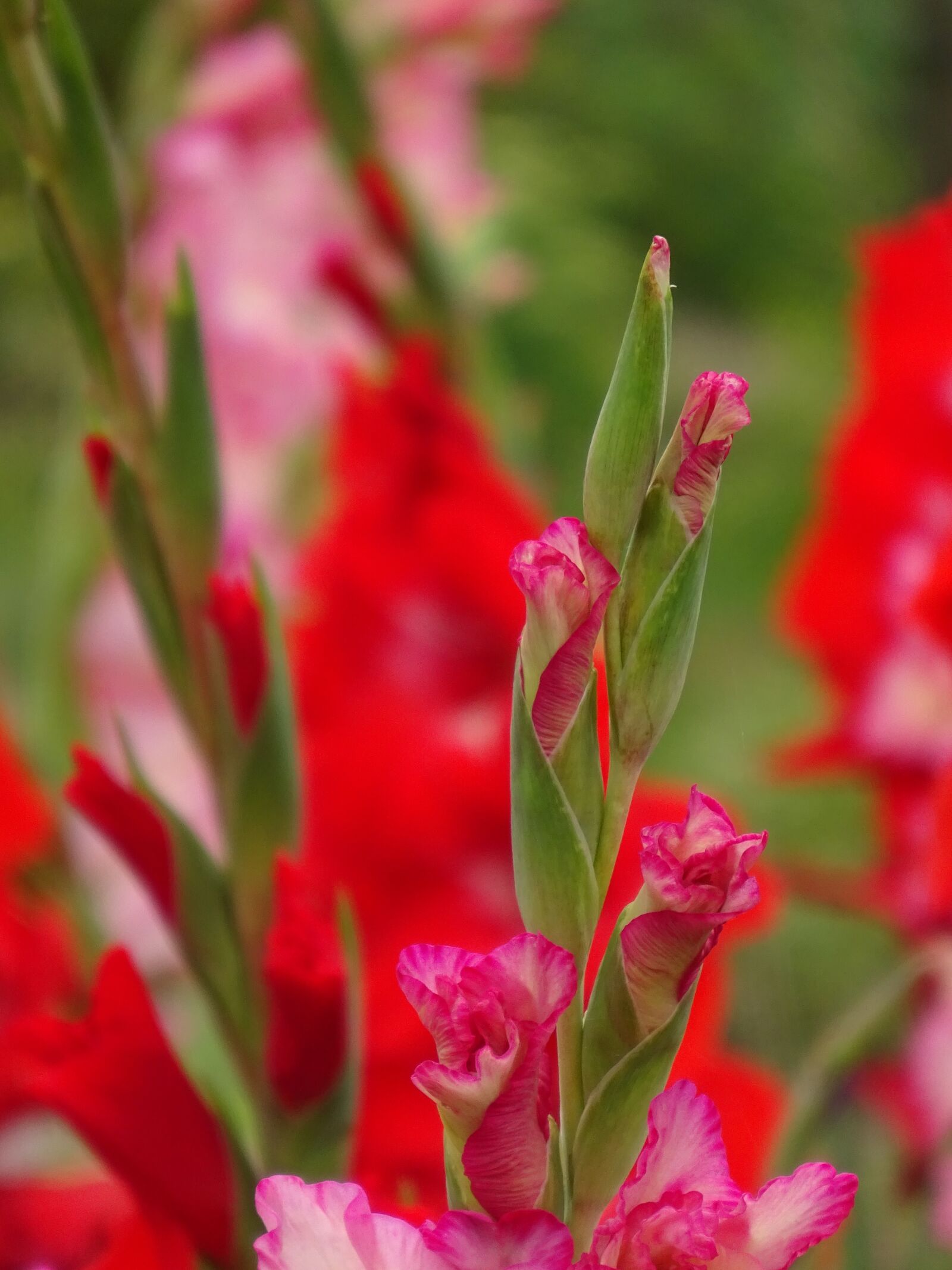 Sony Cyber-shot DSC-WX350 sample photo. Gladiolus, close, garden photography