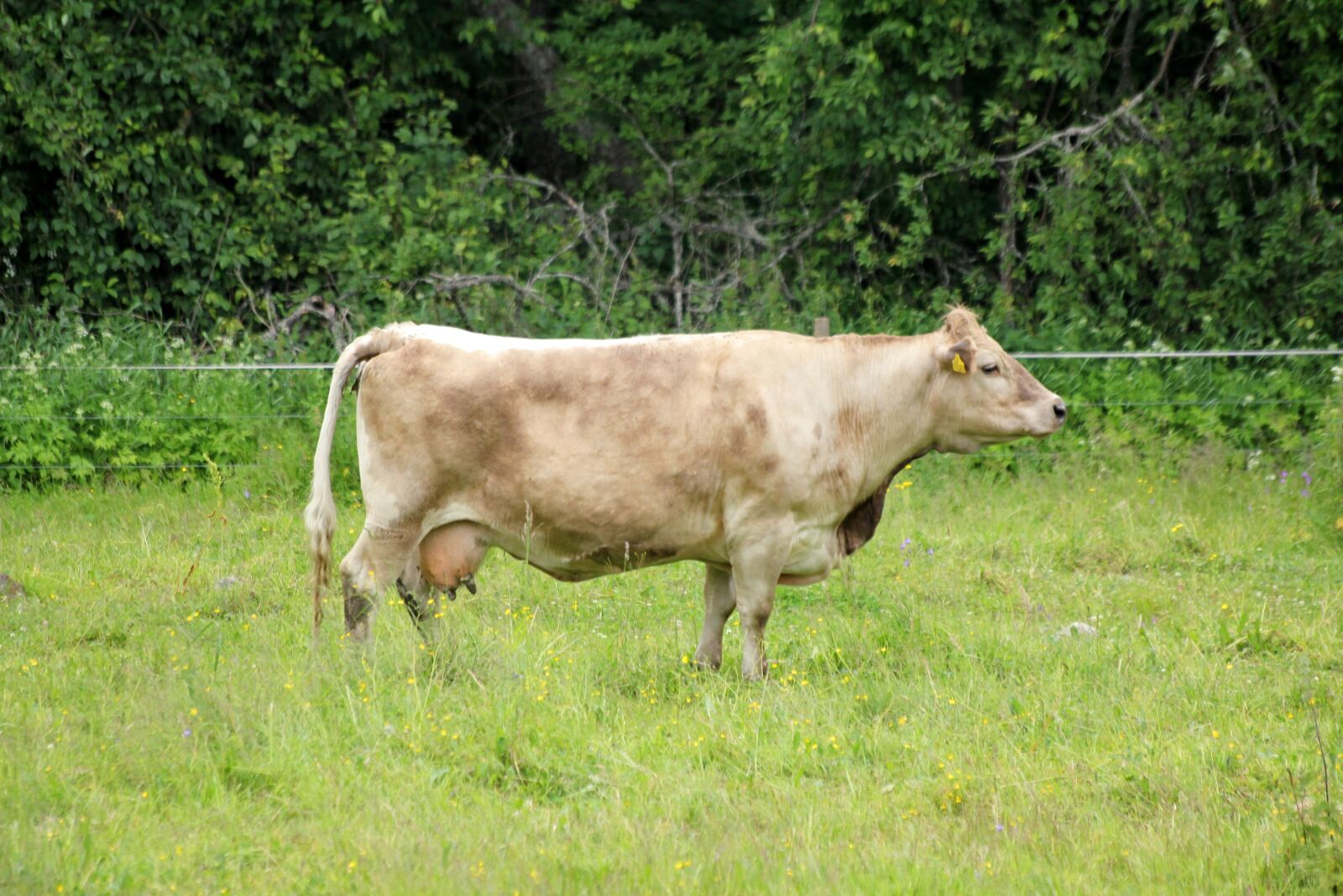 Canon EOS 550D (EOS Rebel T2i / EOS Kiss X4) sample photo. The cow, agriculture, animal photography