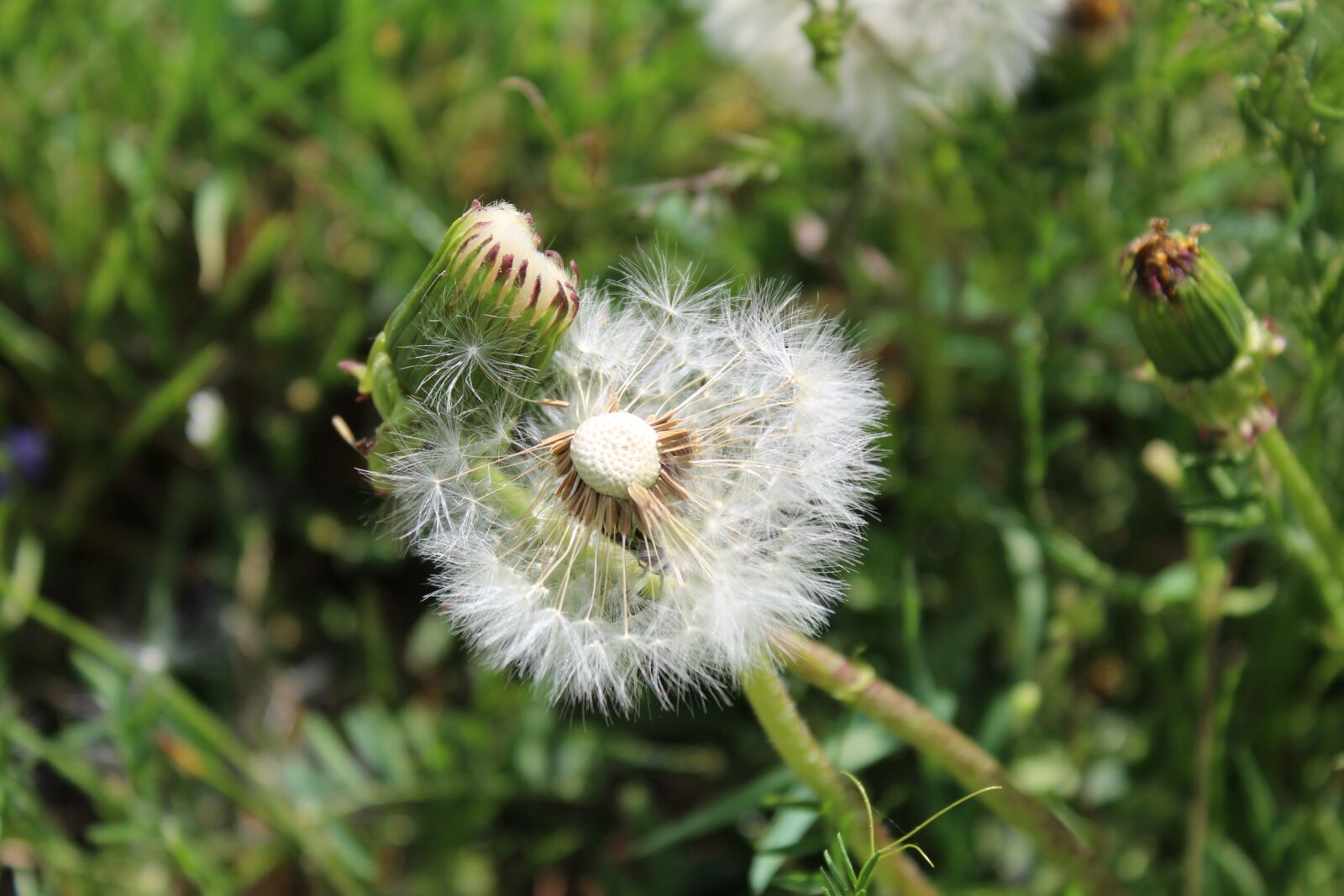 Canon EOS 1300D (EOS Rebel T6 / EOS Kiss X80) sample photo. Nature, plant, summer photography