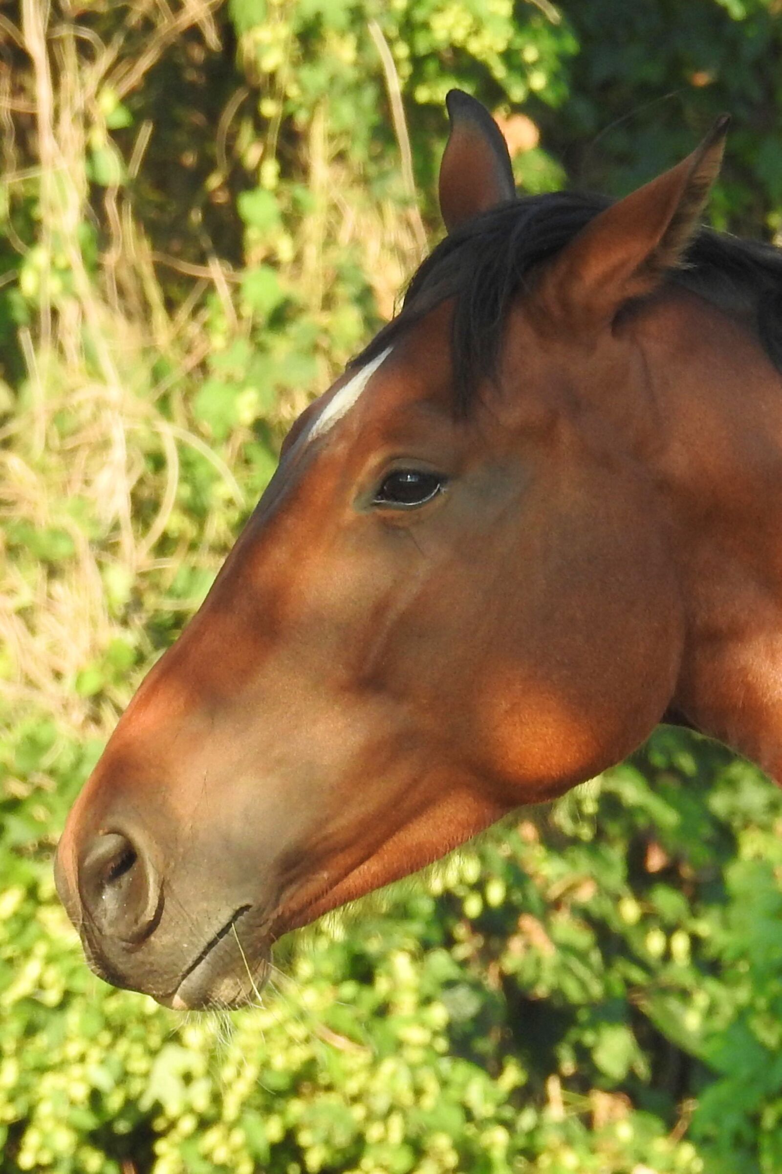 Nikon Coolpix P900 sample photo. Horse, head, horse head photography