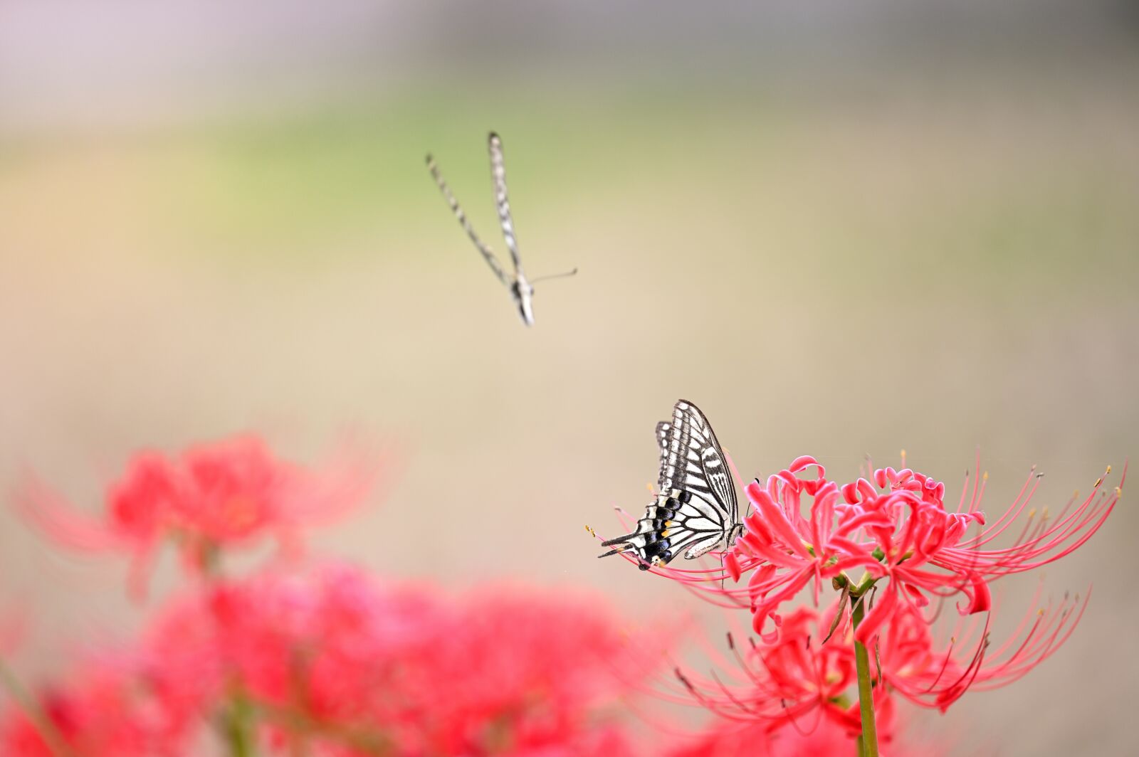 Nikon Z6 sample photo. Amaryllis, butterfly, autumn photography