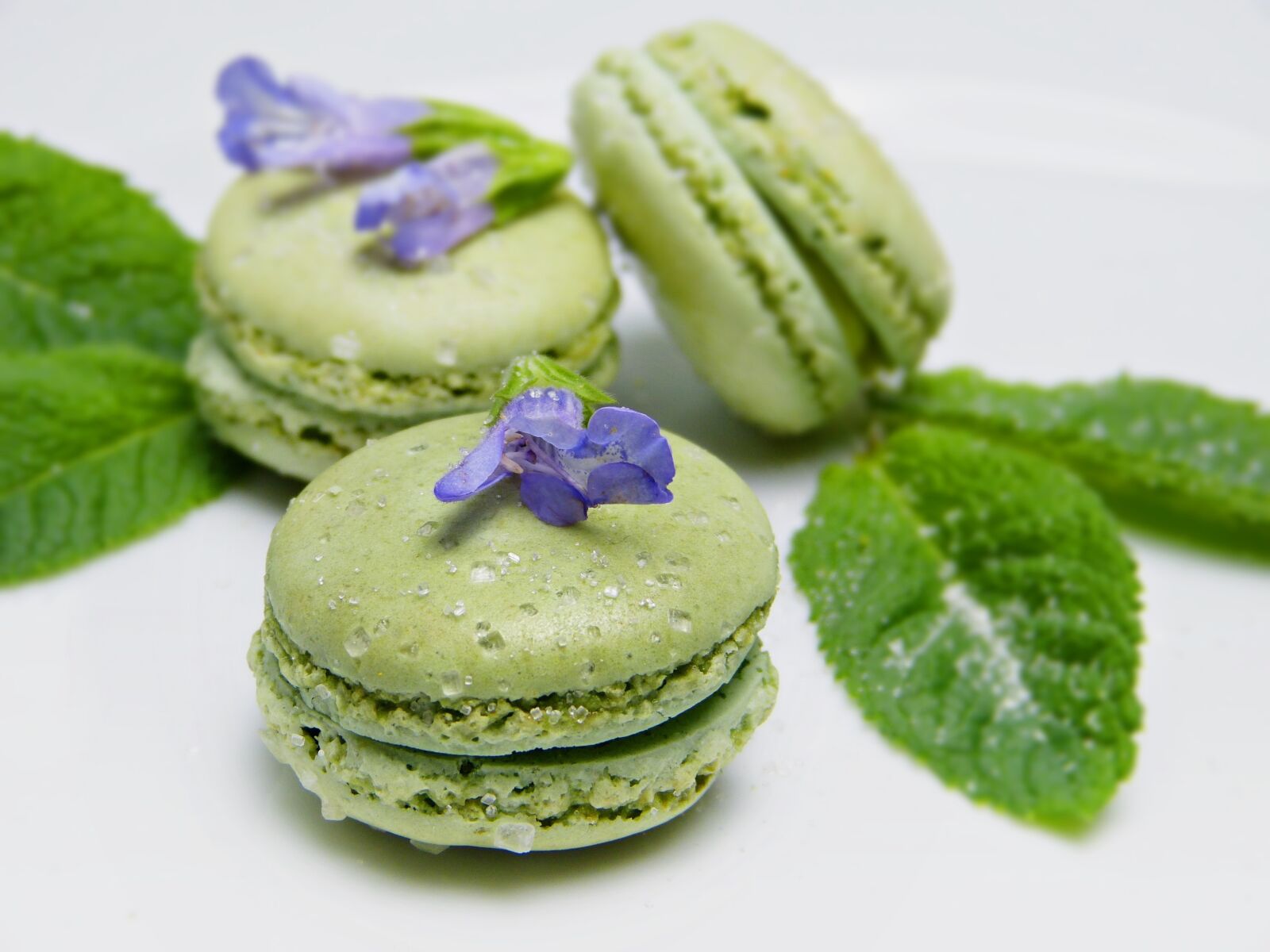 Panasonic Lumix DMC-FZ150 sample photo. Macarons, green, sage photography