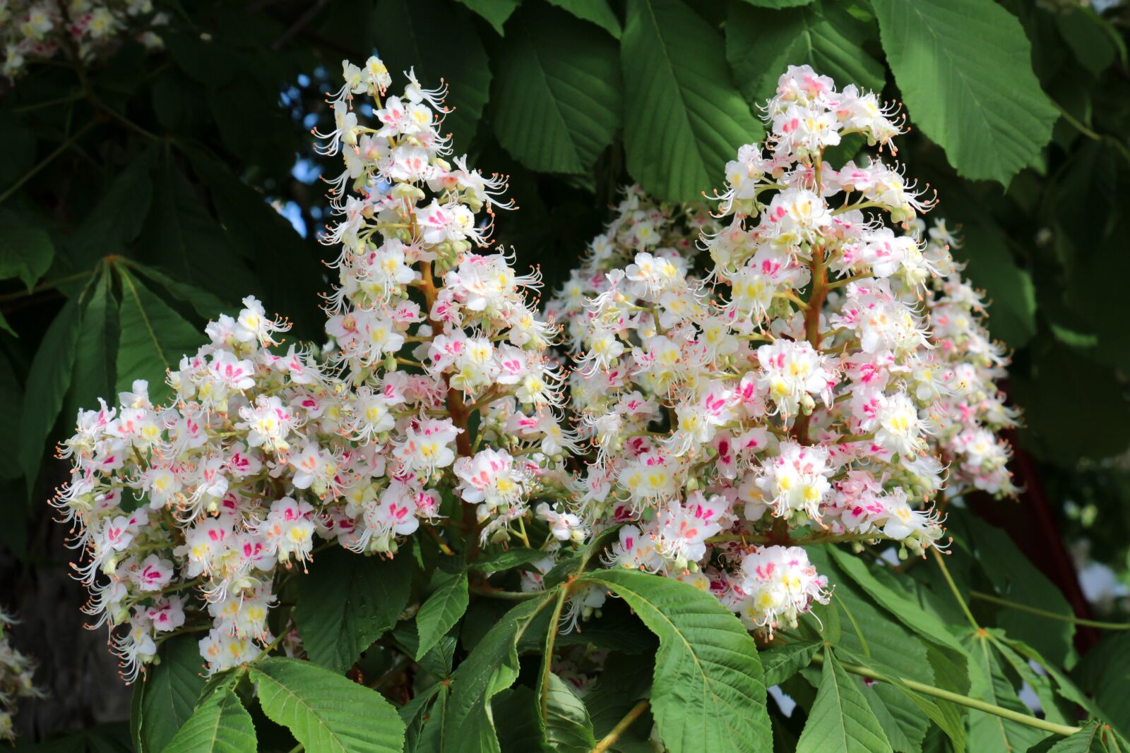 Canon EOS 700D (EOS Rebel T5i / EOS Kiss X7i) sample photo. Flower, nature, plant photography