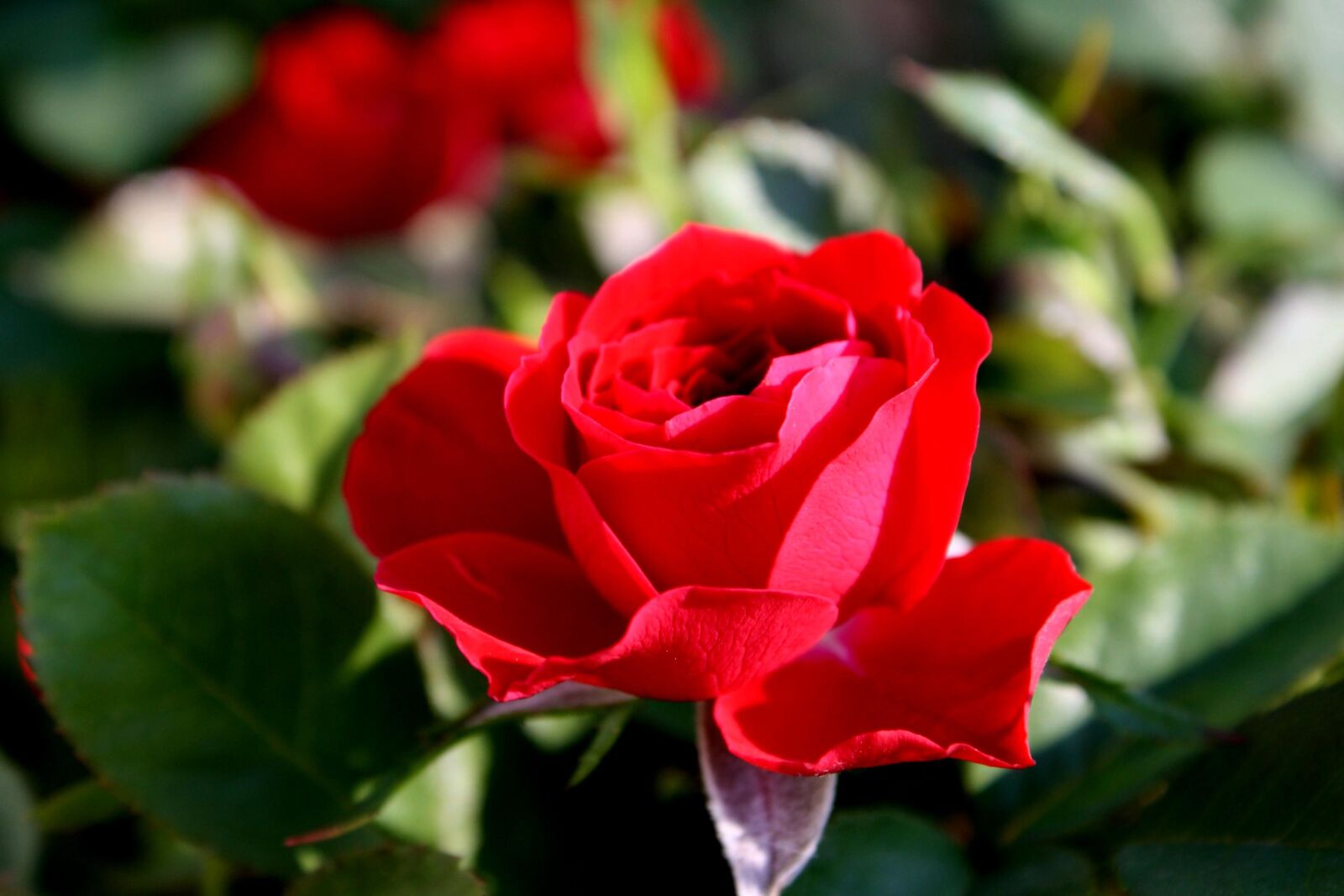 f/3.5-5.6 IS sample photo. Red rosebud, opening flower photography