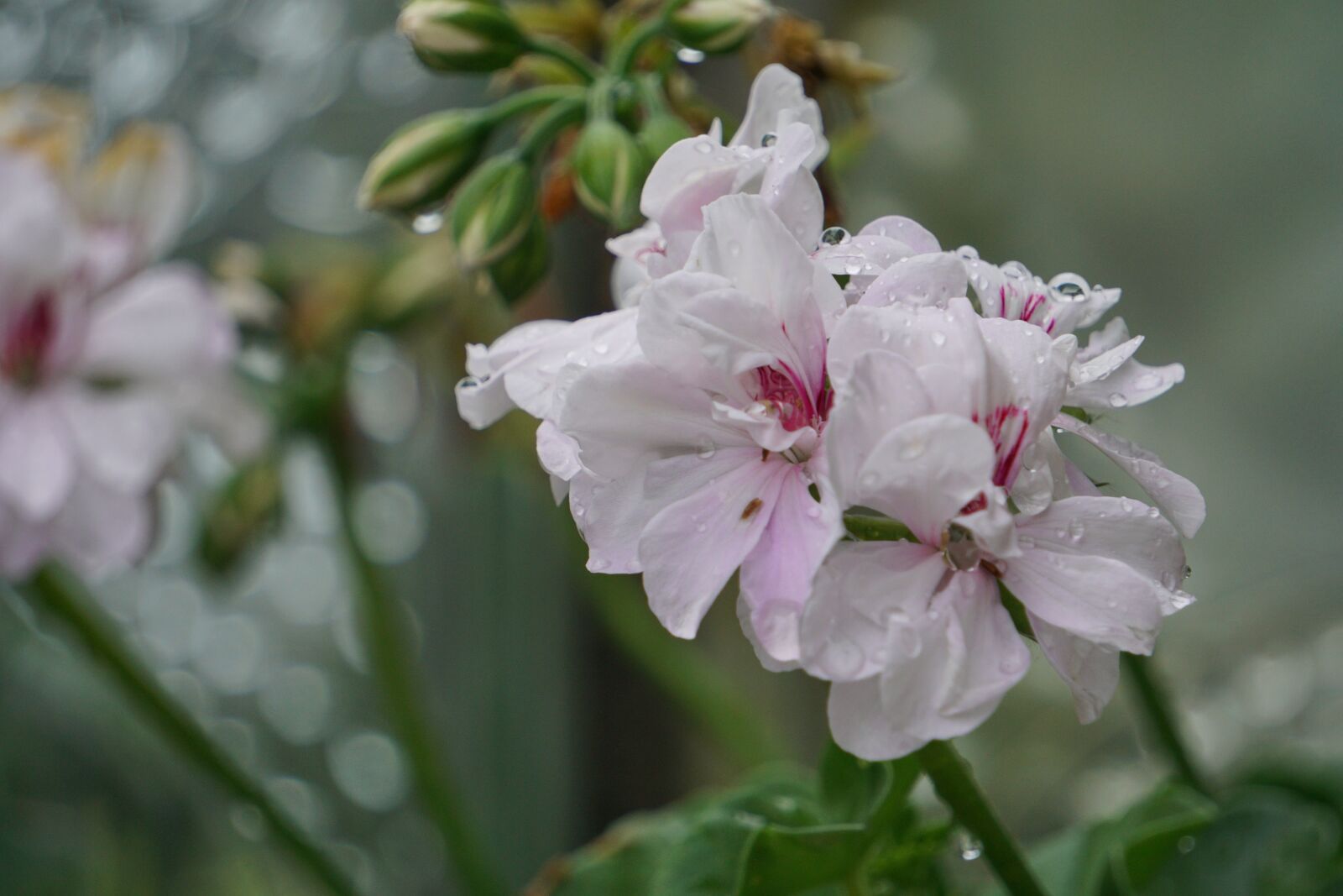 Sony a6000 sample photo. Flower, garden, geranium photography