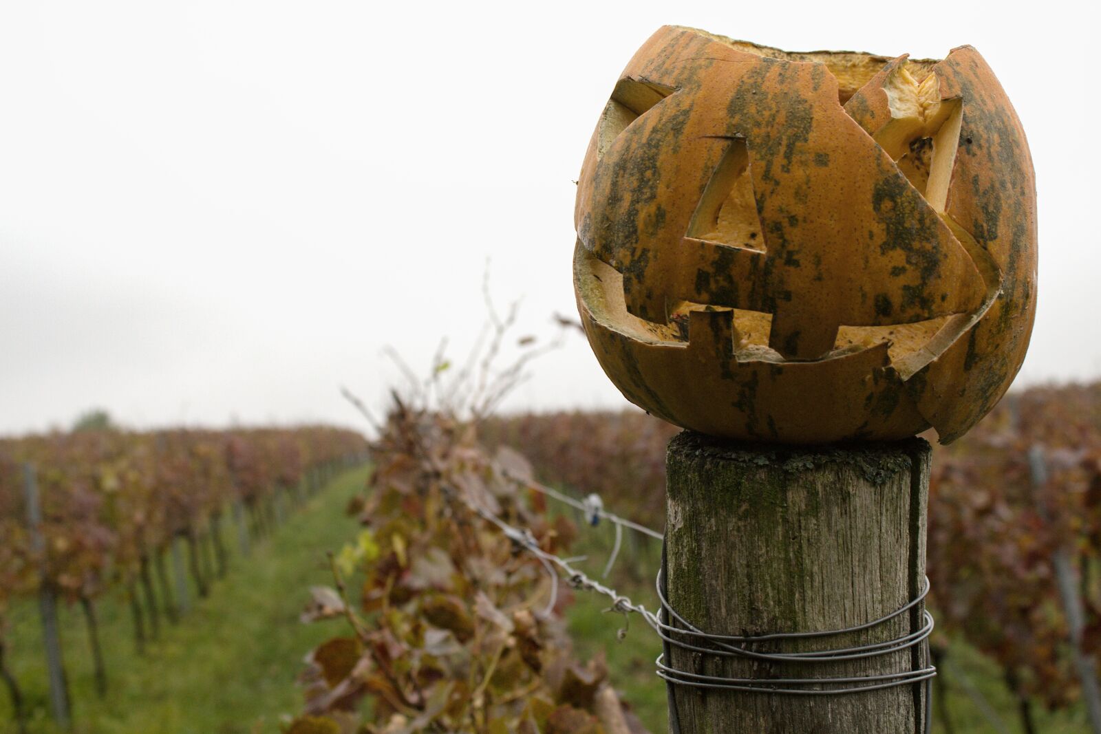 Canon EOS 600D (Rebel EOS T3i / EOS Kiss X5) sample photo. Halloween, autumn, vineyard photography