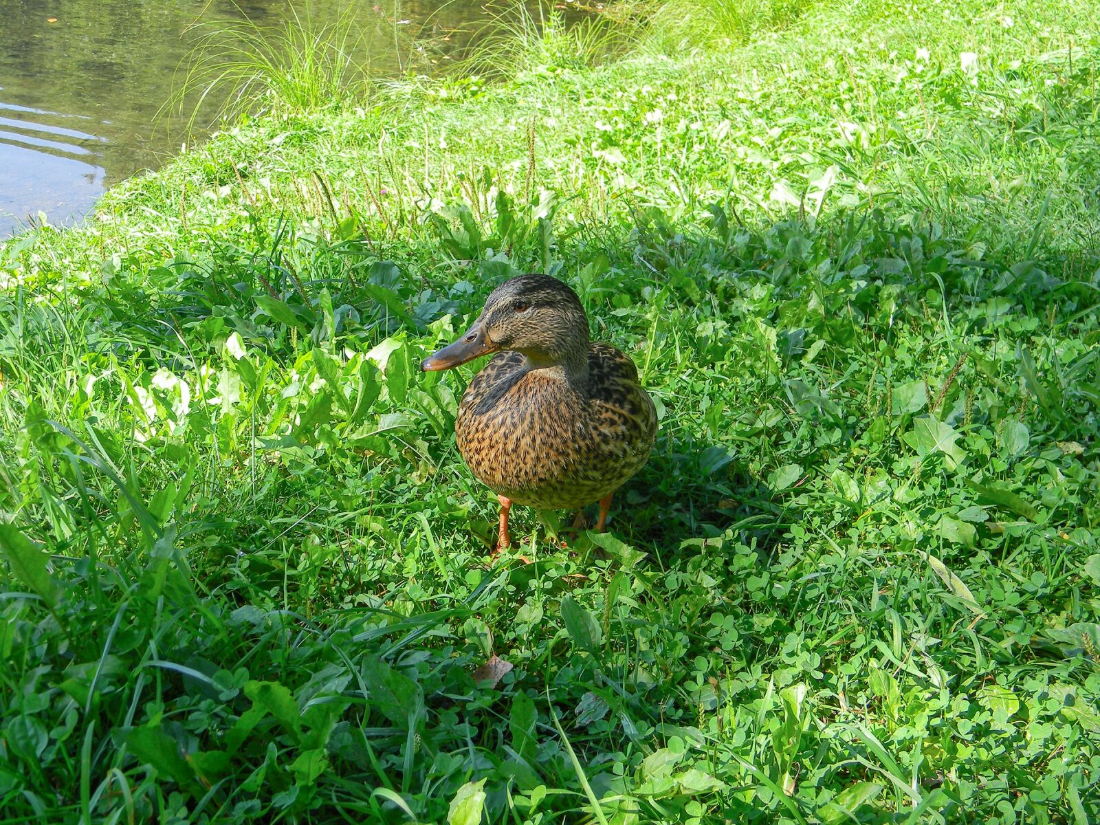 Nikon Coolpix L110 sample photo. Duck, bird, lake photography
