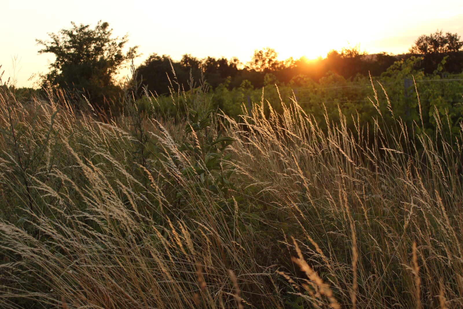 Canon EOS 600D (Rebel EOS T3i / EOS Kiss X5) sample photo. Sunset, orange, field photography