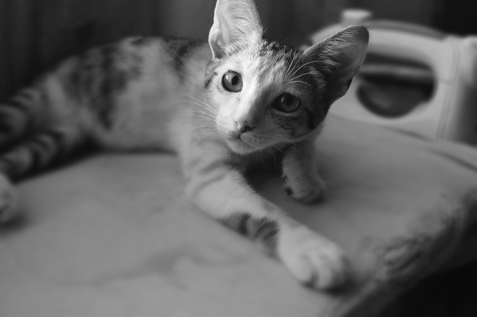 Nikon D3200 sample photo. Pet, animals, cat photography