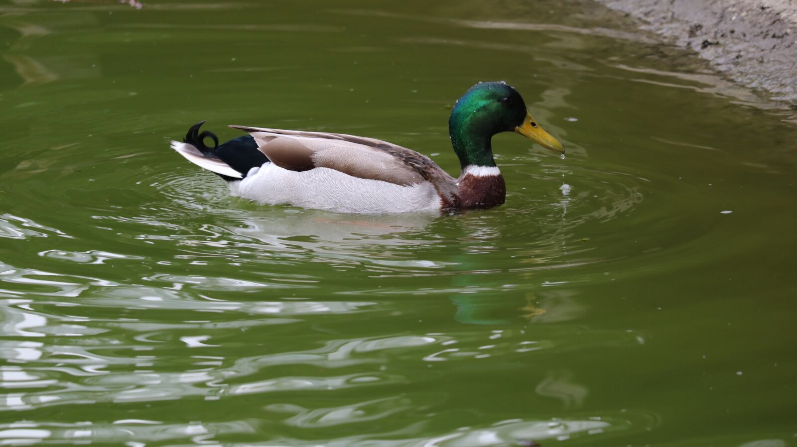 Canon EOS 750D (EOS Rebel T6i / EOS Kiss X8i) sample photo. Duck, body of water photography