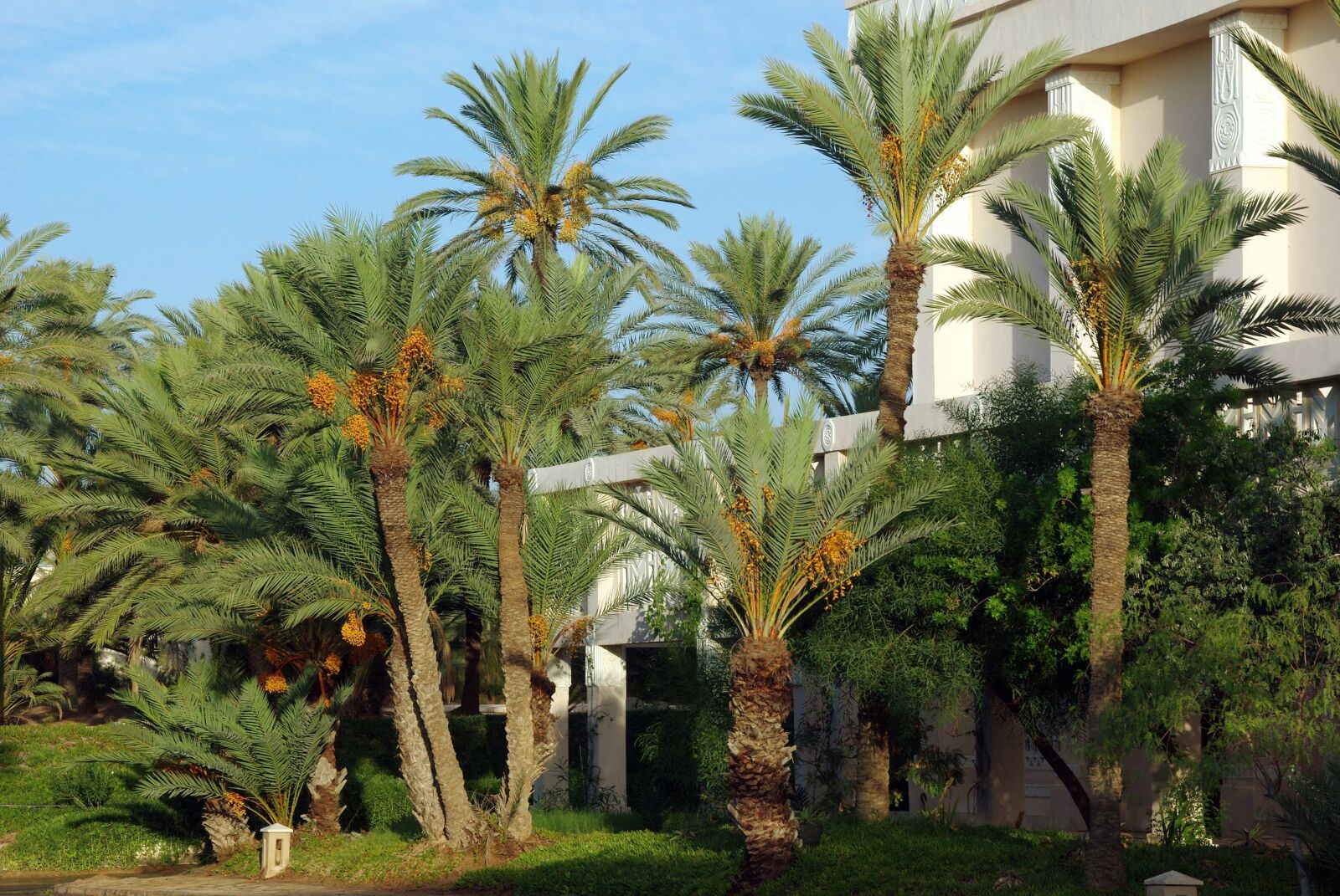 Pentax K200D sample photo. Tunisia, zarzis, palm trees photography