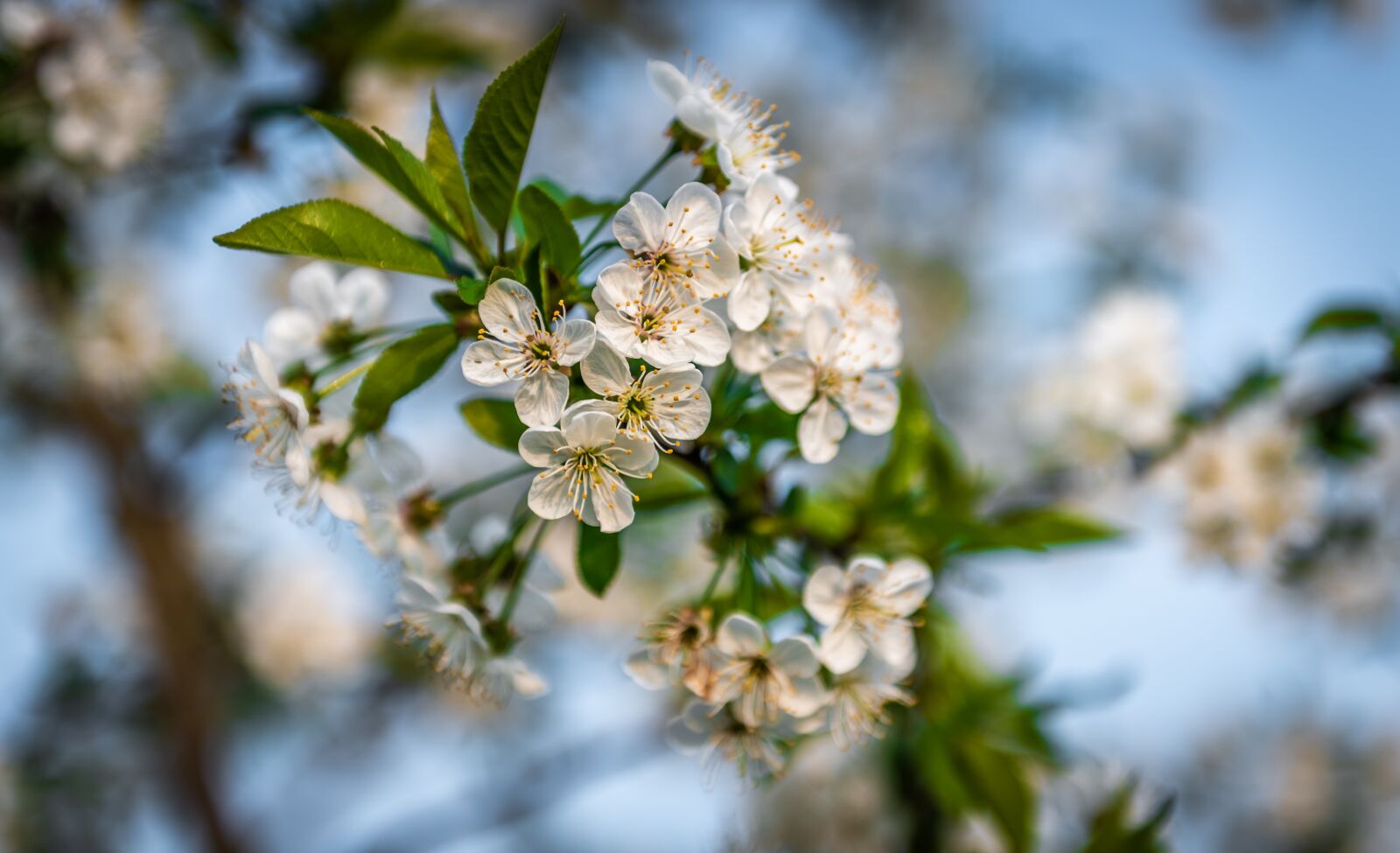 Nikon D750 sample photo. Tree, flower, plant photography
