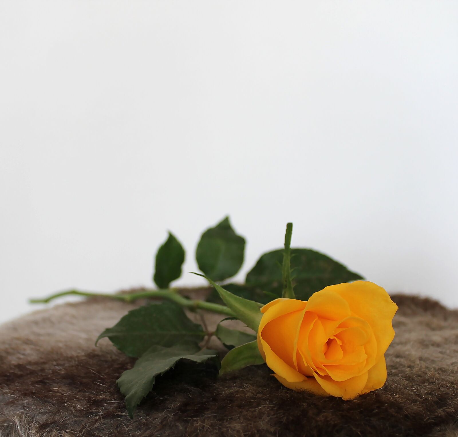 Canon EOS 1100D (EOS Rebel T3 / EOS Kiss X50) sample photo. Rose, yellow, flowers photography