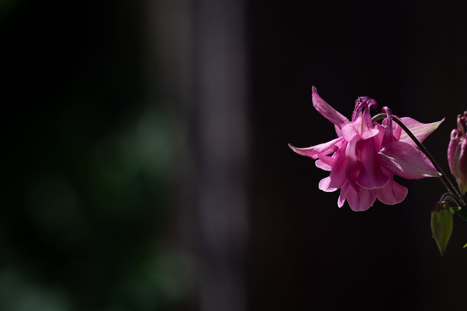 Nikon D7100 sample photo. Columbine, pink, pink columbine photography