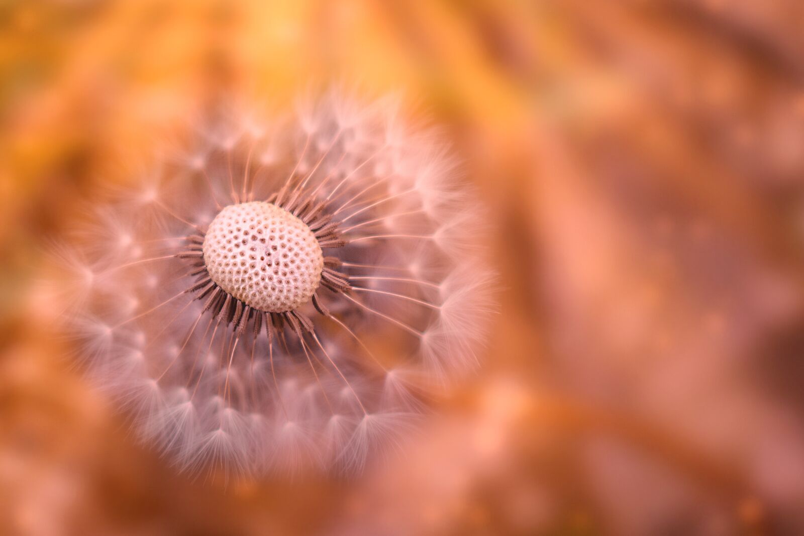 Nikon D3300 sample photo. Dandelion, nature, spring photography